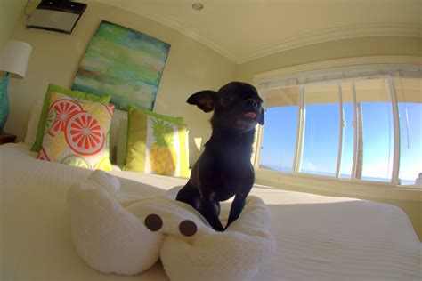 Pet Friendly Hotels in Carlsbad, CA